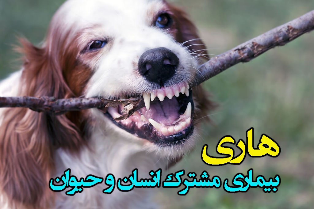 هر آنچه از بیماری هاری باید بدانیم